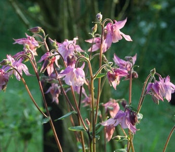 The Garden World of Jane Austen: 200 years since Pride and Prejudice