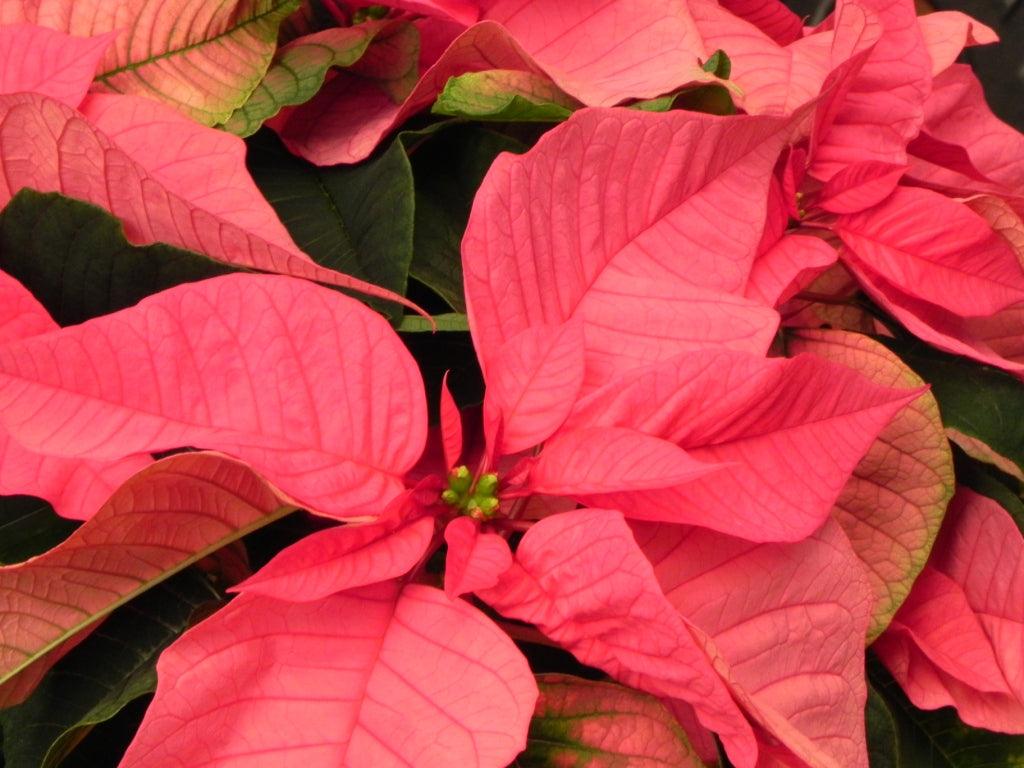 A Poinsettia is just for Christmas; Not for Life!