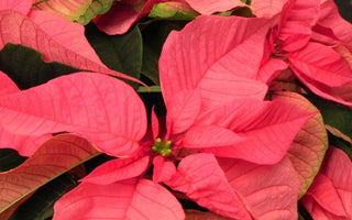 A Poinsettia is just for Christmas; Not for Life!
