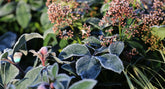 Winter: A Time For Planning & Preparation