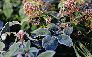 Winter: A Time For Planning & Preparation