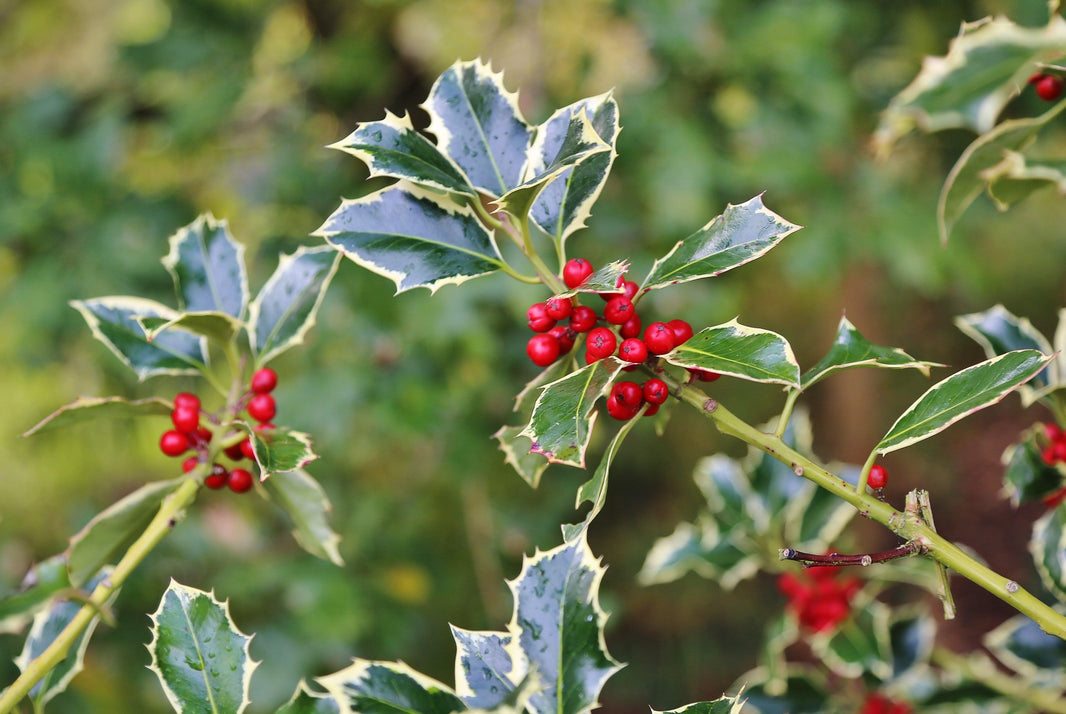 Evergreen, ever-popular hollies