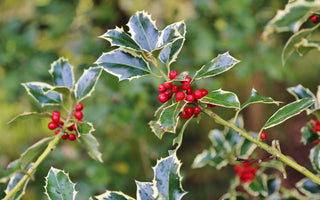 Evergreen, ever-popular hollies
