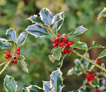 Evergreen, ever-popular hollies