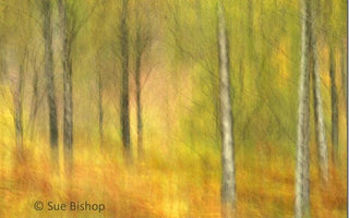 Panning: Photography Panning Techniques Explained