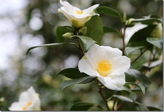 Planting in shade &ndash; partial shade, semi-shade, dappled shade; what do they mean?