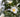 Planting in shade &ndash; partial shade, semi-shade, dappled shade; what do they mean?
