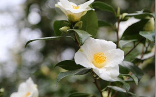 Planting in shade &ndash; partial shade, semi-shade, dappled shade; what do they mean?