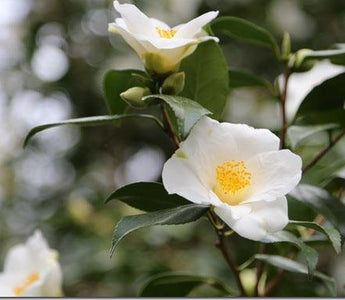 Planting in shade &ndash; partial shade, semi-shade, dappled shade; what do they mean?