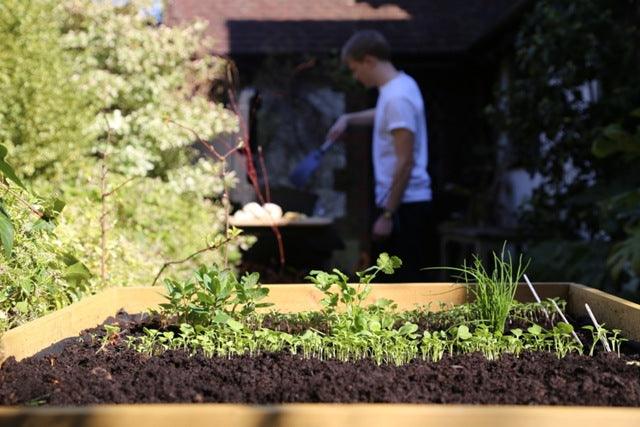 A better place for growing vegetables: VegTrug on the veg. plot