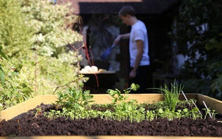 A better place for growing vegetables: VegTrug on the veg. plot