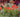 Visiting RHS Chelsea Flower Show &ndash; how to enjoy your day