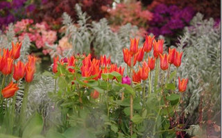 Visiting RHS Chelsea Flower Show &ndash; how to enjoy your day