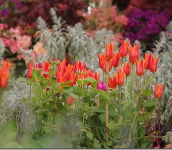 Visiting RHS Chelsea Flower Show &ndash; how to enjoy your day