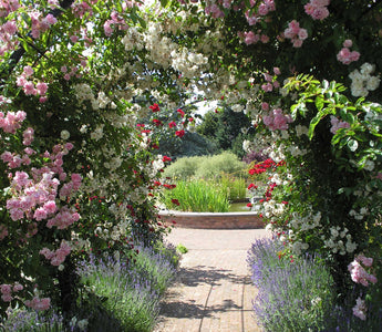 10 Things To Consider When Planning A Pergola