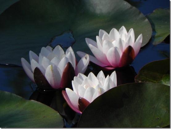 Nymphaeamania; How to Grow Waterlilies