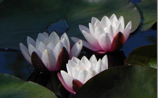 Nymphaeamania; How to Grow Waterlilies
