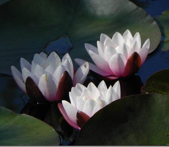 Nymphaeamania; How to Grow Waterlilies