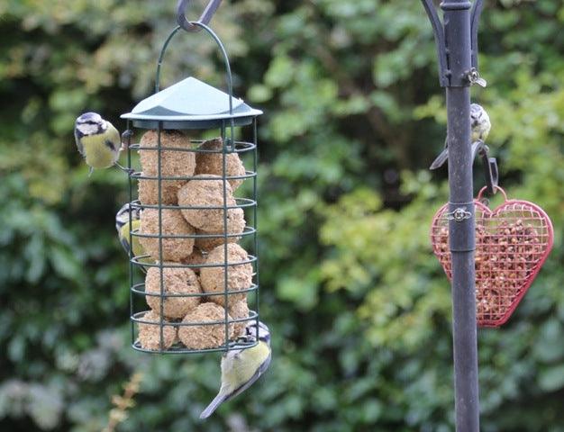 Gardening for wildlife; autumn treats for the birds and the bees
