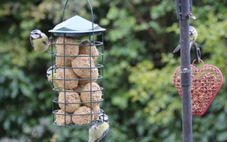 Gardening for wildlife; autumn treats for the birds and the bees