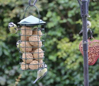 Gardening for wildlife; autumn treats for the birds and the bees