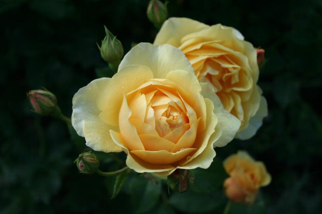 All I want for Christmas; Garden Gold!