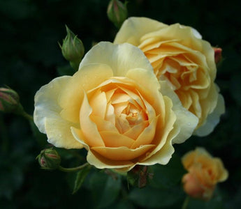 All I want for Christmas; Garden Gold!