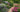 How to Design Garden Paths
