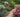 How to Design Garden Paths