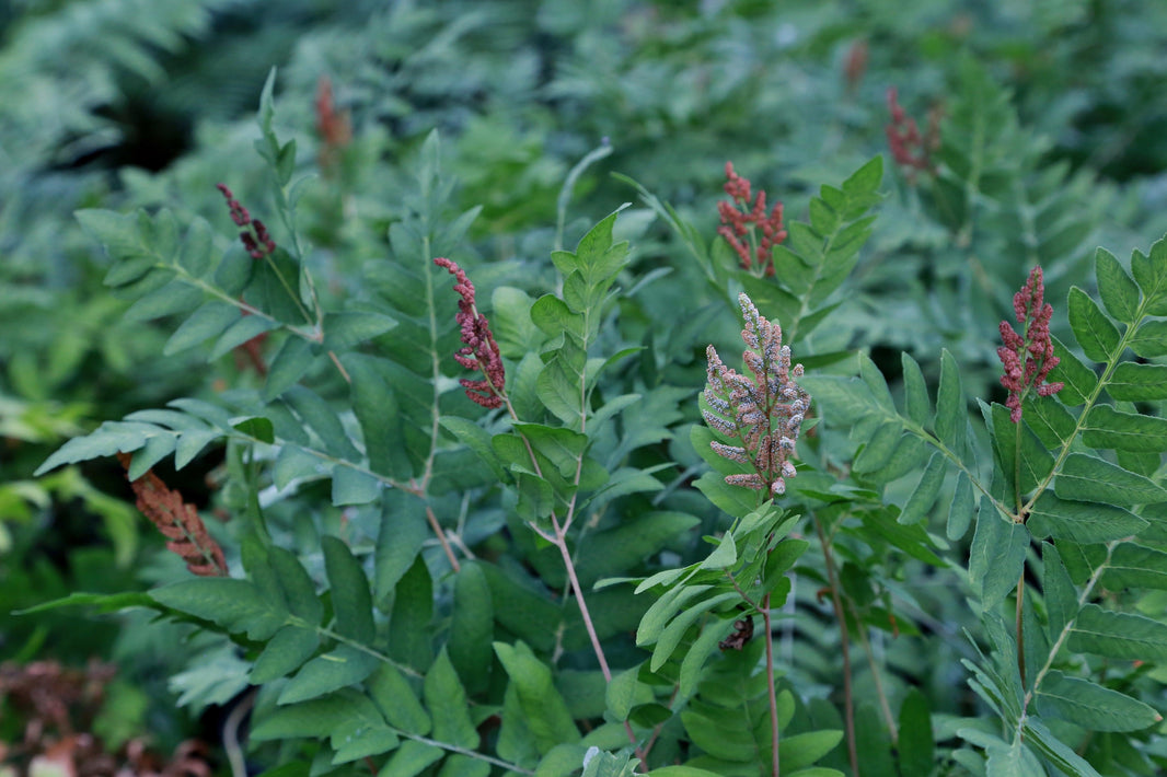 Favourite Ferns