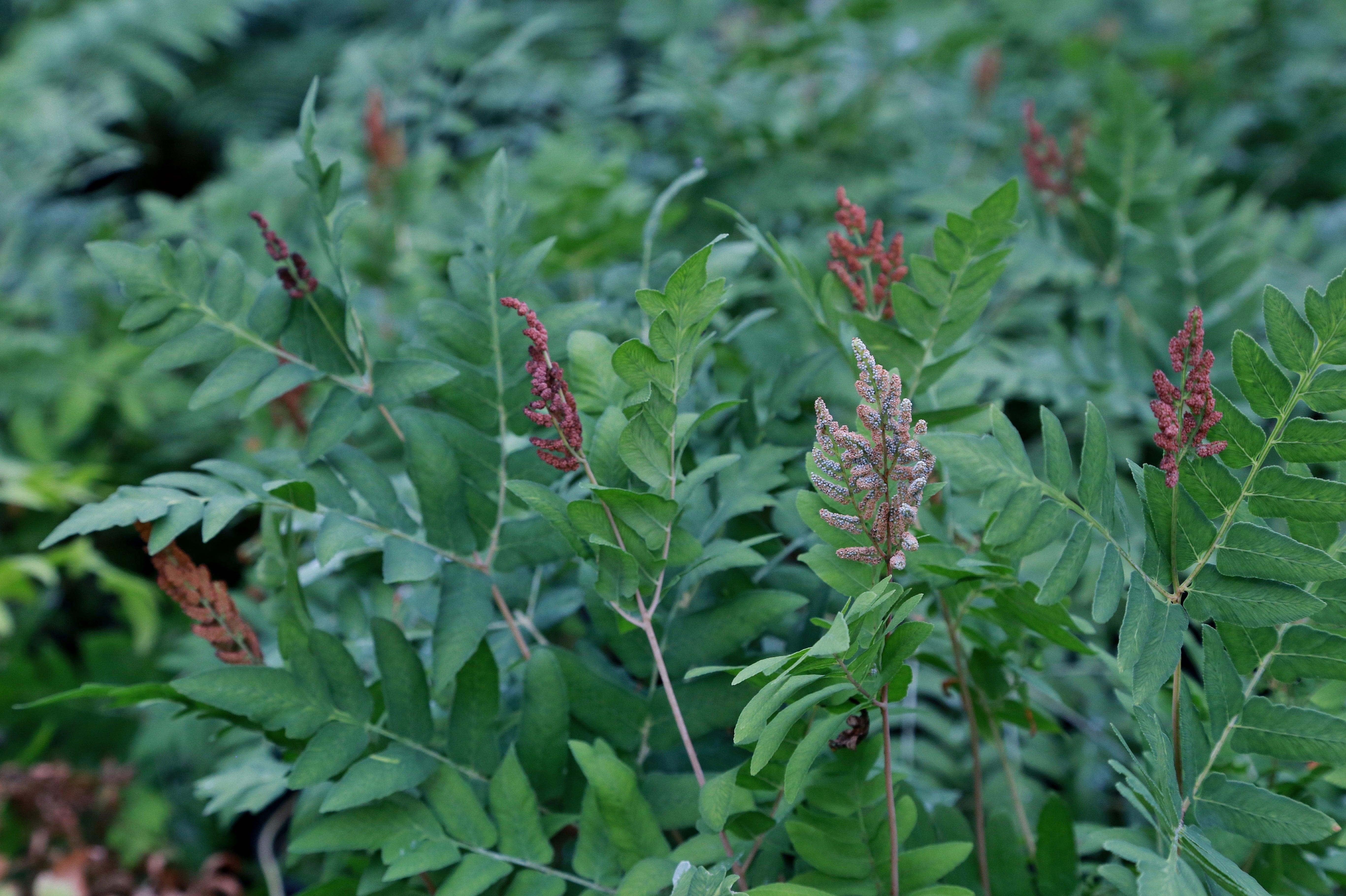Favourite Ferns