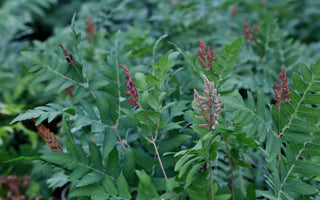 Favourite Ferns