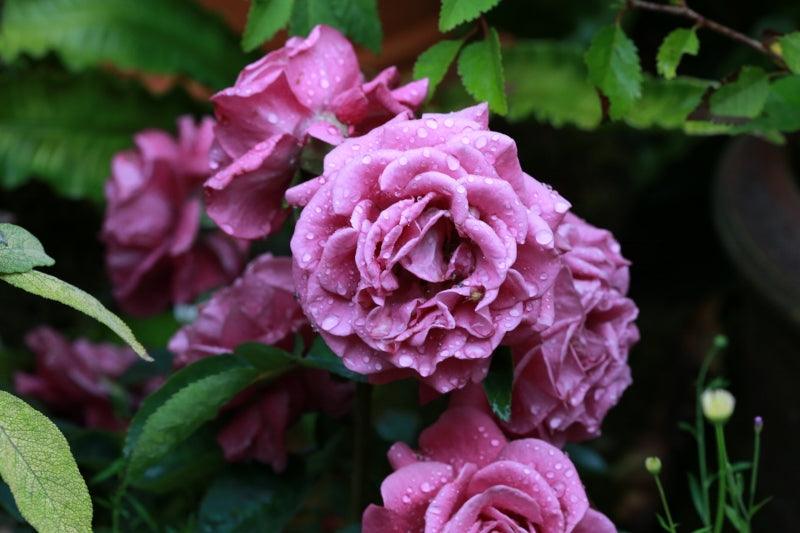 Create a vintage look in your garden