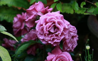 Create a vintage look in your garden