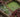 Rock Plants, Alpines – what are they?