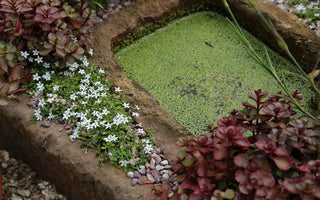 Rock Plants, Alpines – what are they?