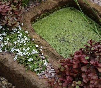 Rock Plants, Alpines – what are they?