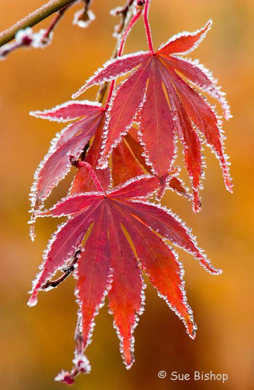 Telephoto Lenses: What Are They?