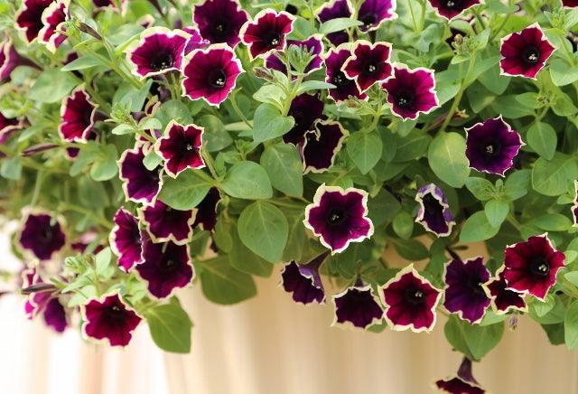 The latest trends in summer bedding