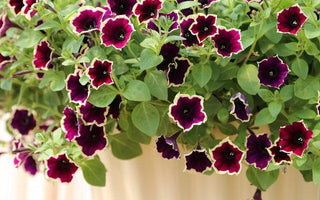 The latest trends in summer bedding