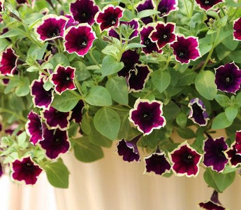 The latest trends in summer bedding