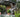 A Plantsman’s Paradise – Dingle Nurseries