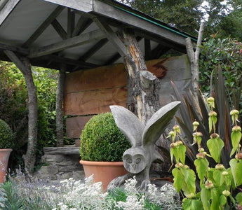 A Plantsman’s Paradise – Dingle Nurseries