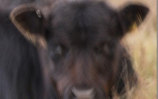 How to Avoid Camera Shake When Handholding Your Camera