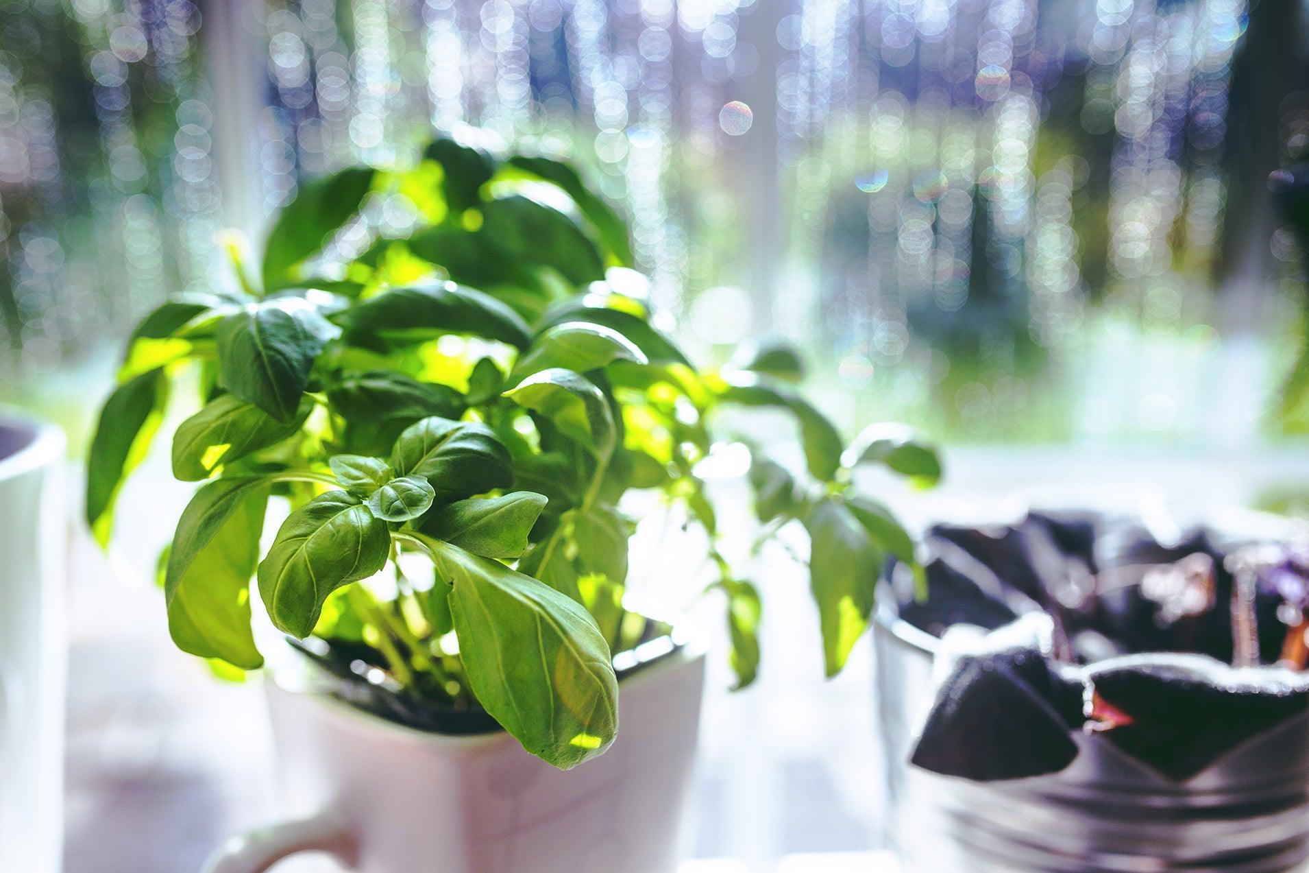 How To Look After Supermarket Herbs