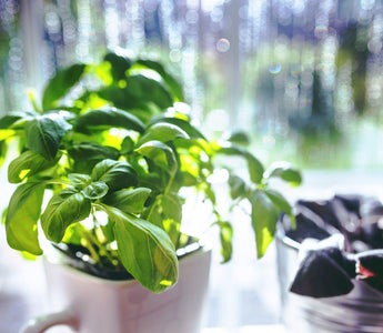 How To Look After Supermarket Herbs