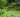 Hardy Exotic Plants For a Harsher Climate