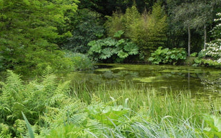 Hardy Exotic Plants For a Harsher Climate