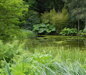 Hardy Exotic Plants For a Harsher Climate