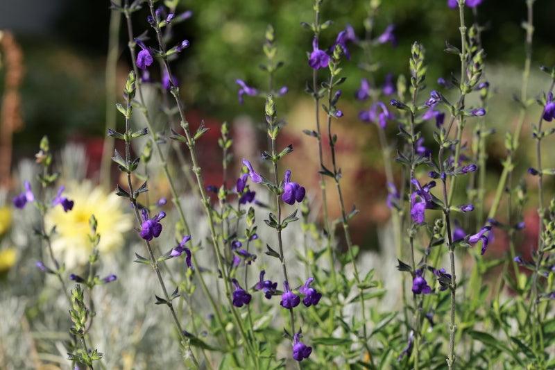 A selection of salvias